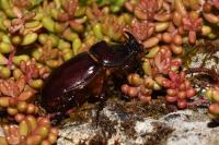 Oryctes nasicornis