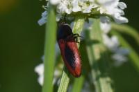 Ampedus sanguinolentus