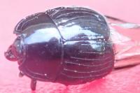 Bacanius punctiformis