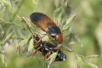Diachromus germanus