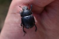 Anoplotrupes stercorosus