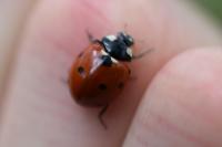 Coccinella septempunctata