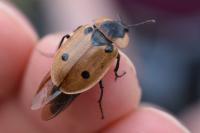 Dendroxena quadrimaculata