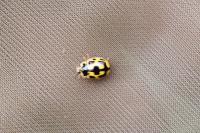 Propylea quatuordecimpunctata