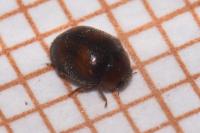 Scymnus