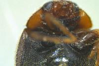 Scymnus