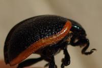 Chrysolina
