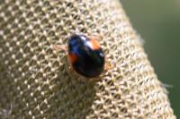 Adalia decempunctata