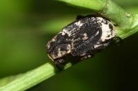 Valgus hemipterus