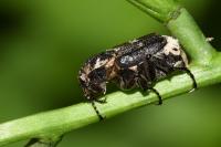 Valgus hemipterus
