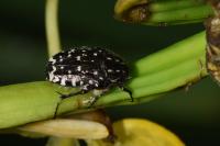 Oxythyrea funesta