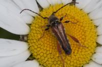 Stenopterus rufus