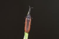 Omalisus fontisbellaquei