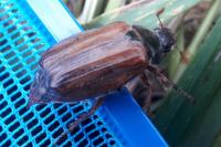 Melolontha melolontha