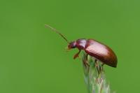 Gonodera luperus