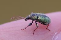 Phyllobius betulinus