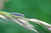 Calamobius filum