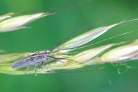 Calamobius filum
