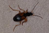 Anchomenus dorsalis