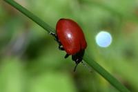 Chrysomela populi