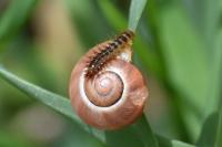 Drilus flavescens