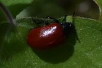 Chrysomela populi