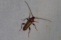 Phymatodes testaceus