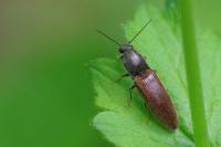 Athous haemorrhoidalis
