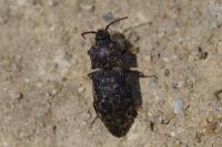 Agrypnus murinus