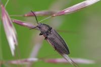 Cidnopus pilosus