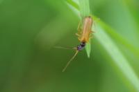 Rhagonycha lignosa