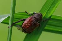 Hoplia philanthus