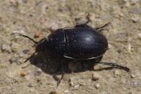Ablattaria laevigata