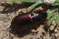 Harpalus affinis