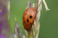 Gonioctena fornicata