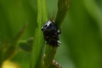 Valgus hemipterus