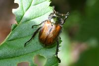Phyllopertha horticola
