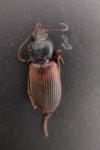 Gynandromorphus etruscus