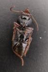 Gynandromorphus etruscus