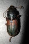 Gynandromorphus etruscus