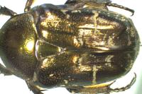 Potosia cuprea