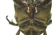 Potosia cuprea
