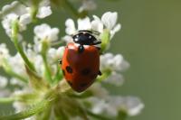 Hippodamia variegata