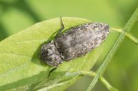 Agrypnus murinus