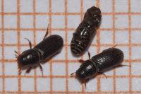 Pleurophorus caesus