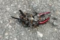 Lucanus cervus