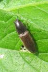 Athous haemorrhoidalis