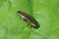 Agrilus