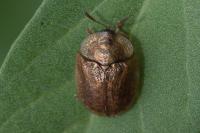 Hypocassida subferruginea