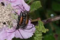 Stenurella melanura